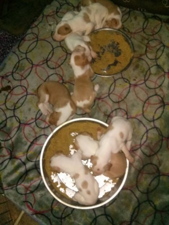 BAMBI'S PUPS FIRST MEAL